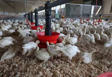 Par rapport aux recommandations nutritionnelles d'Aviagen Turkeys, la production française aurait tendance à être moins dense en lysine et plus chargée en énergie.