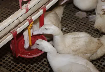 Vers 14 jours, la ligne d’abreuvement centrale est renversée à 180° pour permettre le trempage du bec des canards.