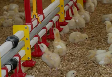 La ligne d'eau est à la bonne hauteur. Une ligne trop basse pousse le poussin à se contorsionner ou à boire sur le côté, avec le risque de gouttes tombant dans la ...