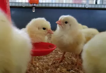 La goutte d’eau sur le pointeau incite le poussin à venir boire et à s’habituer à la pipette