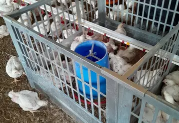 675 poulets mâles Ross 308, répartis dans 45 cases au sol de bâtiments à risque, ont été suivis par Innozh jusqu’à 35 jours (poids, GMQ, boiteries, saisies).
