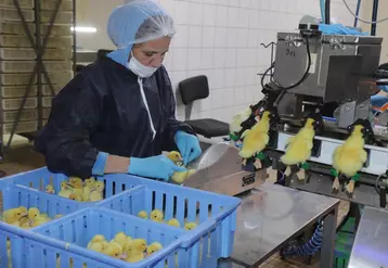 Au couvoir Soulard, 100% des canetons de Barbarie sont vaccinés depuis mai 2024 contre l’influenza aviaire.