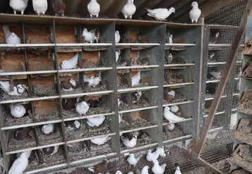 Avec un investissement relativement modéré, l’élevage de pigeons reproducteurs peut intéresser un public à la recherche d’une activité qui respecte la biologie de ...
