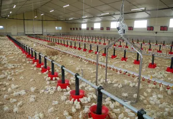 <em class="placeholder">L’enrichissement du milieu ou un jardin d’hiver améliorent la mobilité et le comportement exploratoire des poulets, sans altérer les performances. </em>