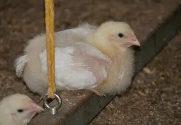 Jeune poulet sur un perchoir dans un poulailler