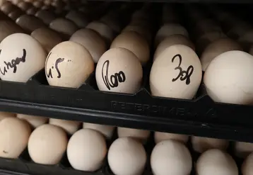 <em class="placeholder">Les couvoirs appliquent des règles de biosécurité qui minimisent les risques de transmission de germes aux poussins commerciaux.</em>