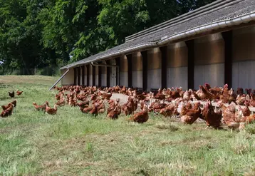 <em class="placeholder">La souche Novo Color (ici dans les Côtes d&#039;Armor) est le produit le plus vendu en France par Novoponte.</em>