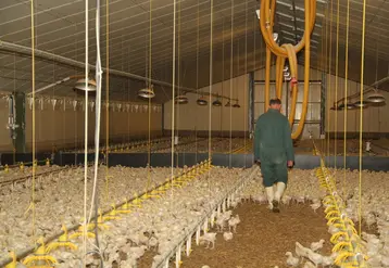 <em class="placeholder">biodevas Olivier Rousseau qualité de l&#039;eau poulets éleveur surveillance travail</em>