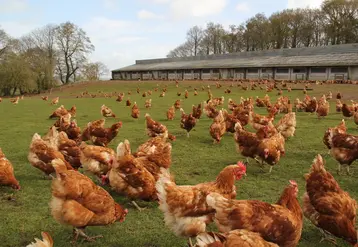 <em class="placeholder">Les poules démarrant plus tard la ponte avaient un poids inférieur de 50 g à 20 semaines par rapport à celles de la catégorie précoce.</em>