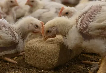 <em class="placeholder">Le bloc à picorer stimule les comportements d’exploration des poulets</em>