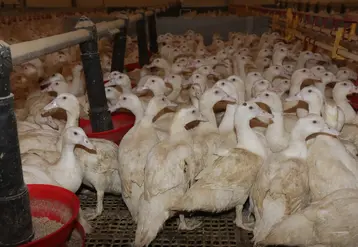 <em class="placeholder">canard de barbarie dans un bâtiment canardier (femelles devant les mangeoires d&#039;alimentation) </em>