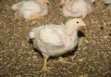 <em class="placeholder">La maîtrise des pododermatites en poulet lourd sexé nécessite l&#039;emploi de matériaux de litière plus coûteux que la paille.</em>
