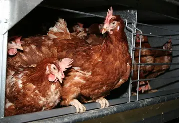 <em class="placeholder">poules pondeuses en cages Meller tapis grattage</em>