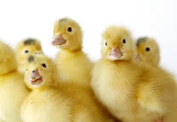 <em class="placeholder">En canard, la détermination très précoce du sexe est possible, à condition d’utiliser une souche autosexable à l’œil. </em>