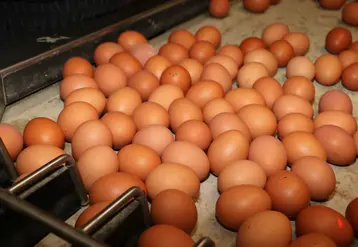 oeufs bruns de poules pondeuses sur l'emballeuse dans un élevage 