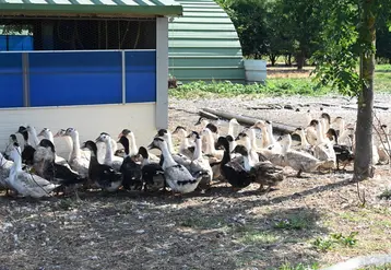 <em class="placeholder">Après un retour à la normale en 2024, le niveau de production de foie gras sera &quot;plutôt stable en 2025», annonce Marie-Pierre Pé, directrice du Cifog car des marchés ...</em>