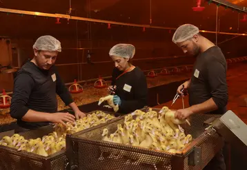 <em class="placeholder">L&#039;accompagnement par l&#039;Etat de  la prochaine campagne de vaccination des canards contre l&#039;IAHP pourrait passer sous la barre des 40% (contre 70%). La mutualisation du coût ...</em>