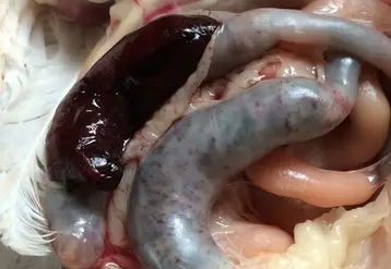 <em class="placeholder">L’Anses rappelle que le diagnostic ne doit pas être fondé uniquement sur l’examen microscopique des oocystes présents dans les fientes ou dans le tube digestif en ...</em>
