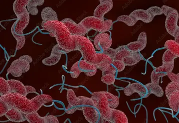 Bactérie campylobacter, une menace alimentaire
