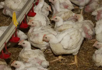 poulet lourd label femelle en fin d'élevage