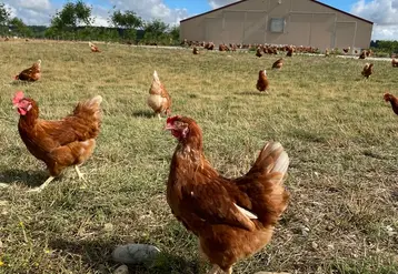 <em class="placeholder">Le portage en vers intestinaux, les helminthes, a été largement sous-estimé pour les productions de pondeuses et de chair, plein air et biologique.</em>