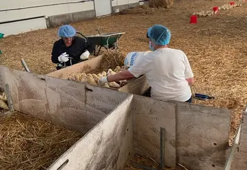 <em class="placeholder">Des voies de progrès portent sur l&#039;ajustement des protocoles, notamment sur l&#039;âge des canards lors des vaccinations. </em>