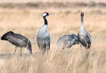 <em class="placeholder">Particulièrement touchées par l’influenza aviaire, les grues cendrées ont une période de migration plus précoce, expliquant le démarrage rapide de l’épizootie ...</em>
