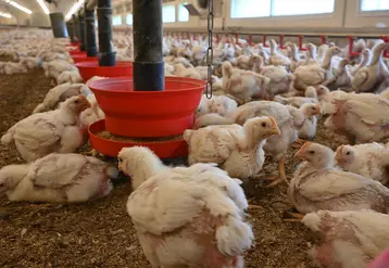 <em class="placeholder">Pour améliorer l’empreinte environnementale, la priorité pour un éleveur consiste à activer les leviers liés à l’alimentation à réduire notamment l’Indice de ...</em>