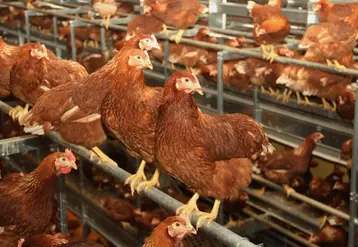 <em class="placeholder">Le cheptel français de poules pondeuses devrait augmenter d'un million de places chaque année, pour couvrir les projections de croissance de la consommation d'œufs d'ici ...</em>