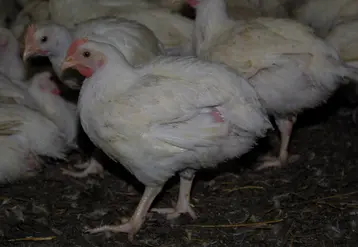 <em class="placeholder">Rustivol:seul2 / Poulets Rustivol
Tilly sabco-univol
type certifié intermédiaire
crédit PLD poulet Rustivol pour Export Tilly SAbco</em>