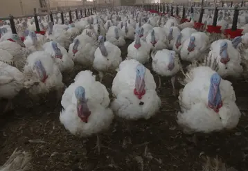 <em class="placeholder">L'Efsa recommande une surface de 0,82 m2 pour un animal de 25 kg.</em>