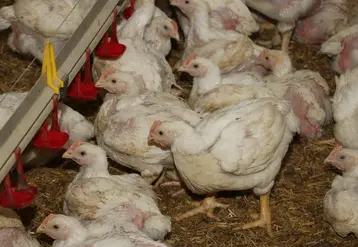 <em class="placeholder">poulet lourd </em>