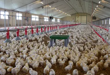 Bâtiment jeunes poulets avec plateforme