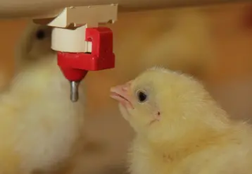 poussin en situation d'abreuvement au démarrage