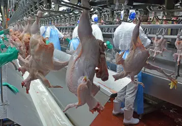 <em class="placeholder">Pour les industriels brésiliens, le marché européen du poulet ne leur apporte plus que 4 % de leur chiffre d'affaires à l’export.</em>