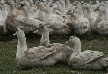 canards prêts-à-gaver
