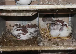pigeonneaux au nid