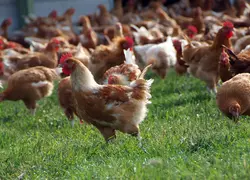 Même si les poulets noir et jaune progressent, le blanc constitue toujours la base de l’offre label rouge (LR) des volailles Siebert.