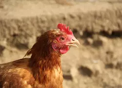 L’impact du picage évalué sur des poules non épointées