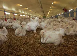 Un des enjeux du maintien des antibiotiques en élevage est de convaincre l'opinion qu'ils servent d'abord à soigner les animaux plutôt qu'à compenser des défaillances.