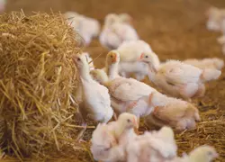 L’ajout d’enrichissements (balle de paille, blocs à picorer, perchoirs) et de lumière naturelle font partie des évolutions du standard de production du poulet, en plus des questions relatives à la densité et à la génétique. © Itavi