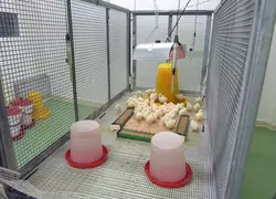 Installation expérimentale utilisée pour la captation sonore dans les deux salles de Inrae de Nouzilly. Les microphones sont placés au plus proche des animaux.